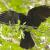 CrowCorvus