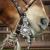CSHorsemanship